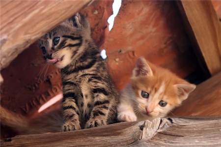 ������ ���������� �������� (22 ����)