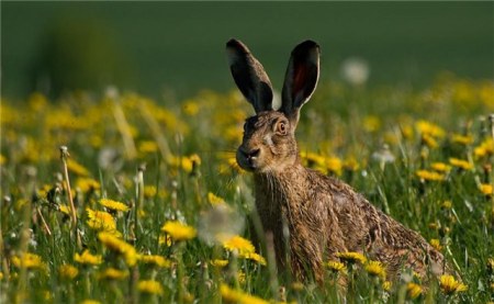 ������ ���������� �������� (22 ����)