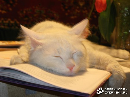 ����� �������� :)