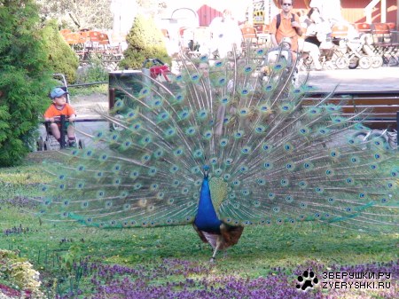 �������� �������� (12 ����)