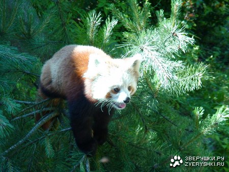 �������� �������� (12 ����)