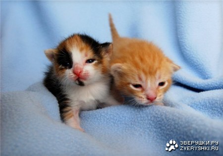 ������ ���� ������� (5 ����)