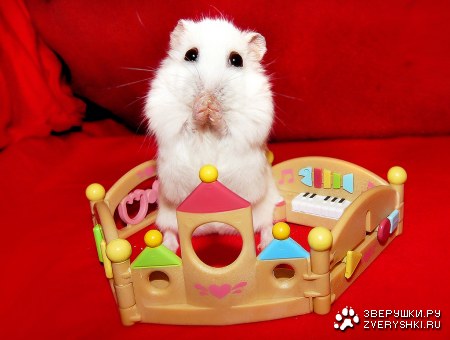 ������� ������� (9 ����)