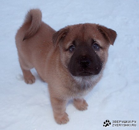 ������ :)