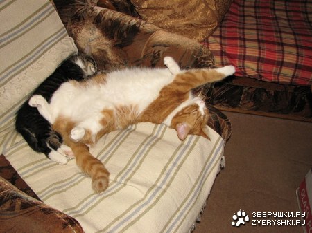 ������ ������ (15 ����)