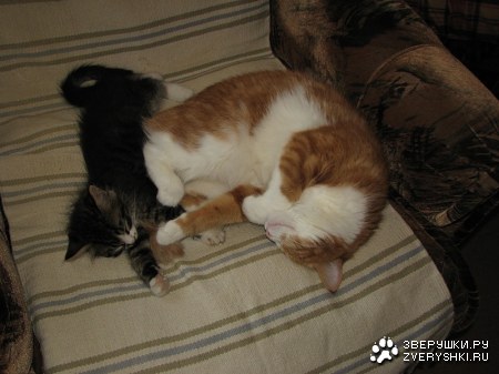 ������ ������ (15 ����)