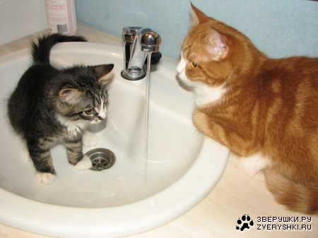 ������ ������ (15 ����)