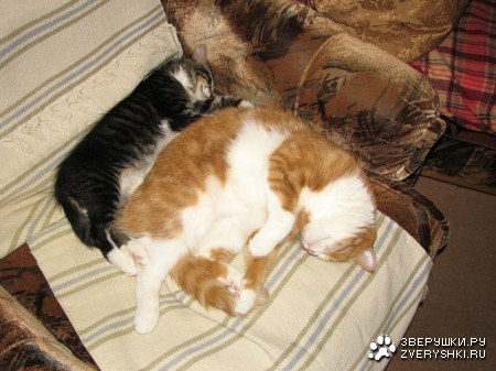 ������ ������ (15 ����)