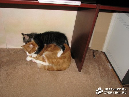 ������ ������ (15 ����)