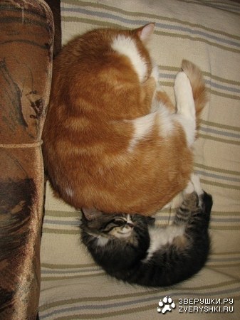 ������ ������ (15 ����)