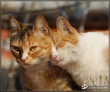 �������� (16 ����������)