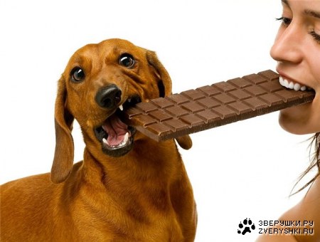 �������� (16 ����������)