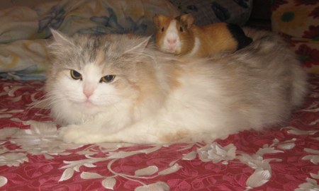 ������ �������� :)