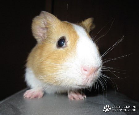 ������ �������� :)