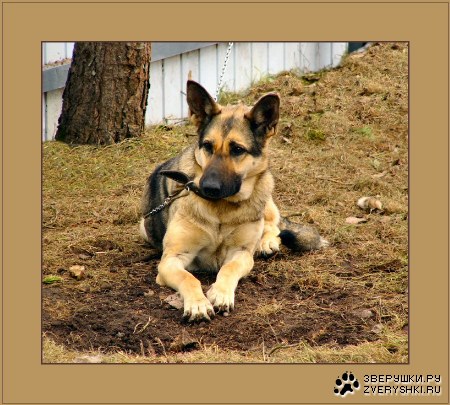 �������� ������� (9 ����)