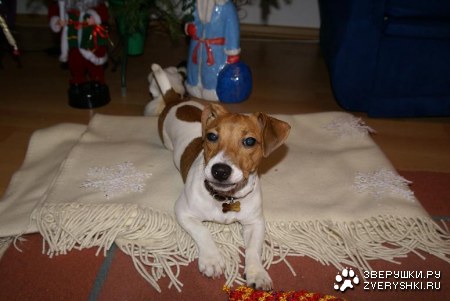 ������ (6 ����)