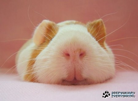 �������� :)