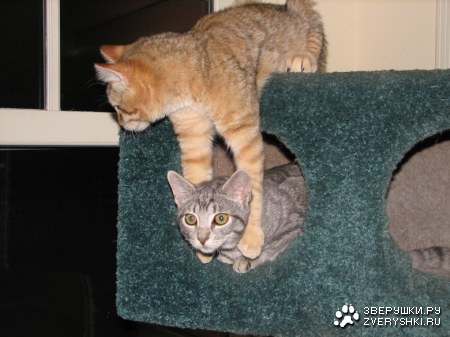 � ���� �����! ;)