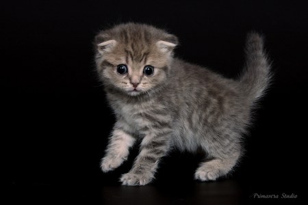 ��������� (7 ����)