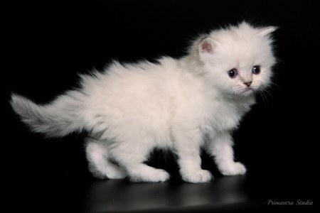 ��������� (7 ����)