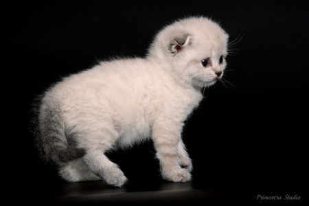 ��������� (7 ����)