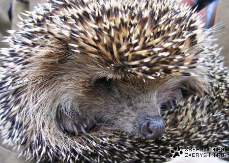 �������� (9 ����)