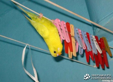 �� �� ������, ��� ��������� ������... :)