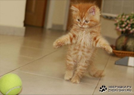 �������� (15 ����������)