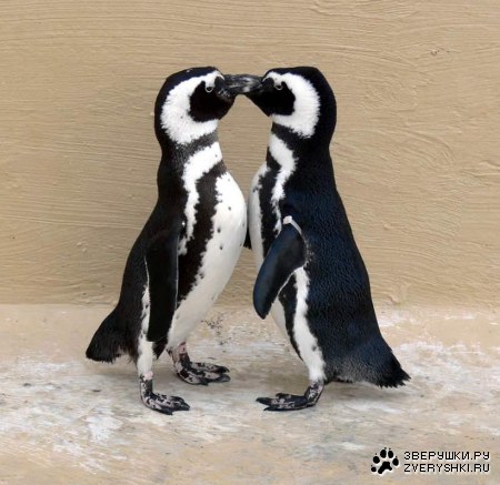 ��������� ������� (8 ����)