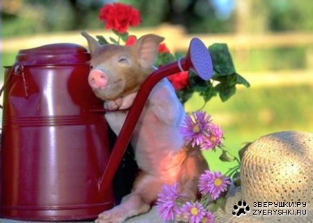 ��� ��� ������� :)