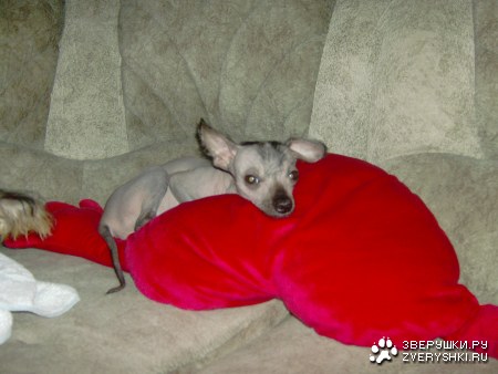 ��� �������! :)