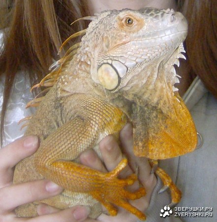 ��� �������! :)