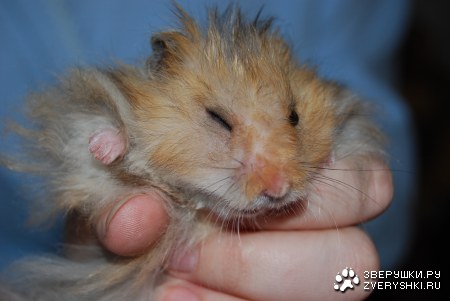 �������� ������� (4 ����)