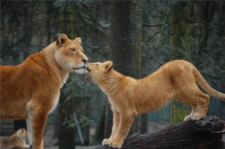 �������� (14 ����������)