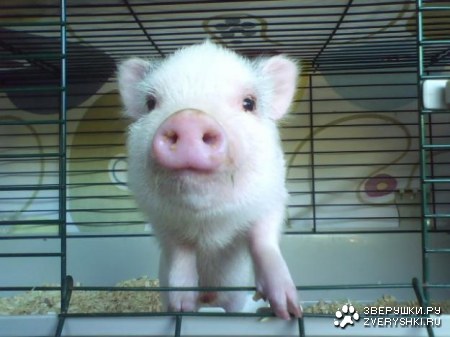 �������� (14 ����������)