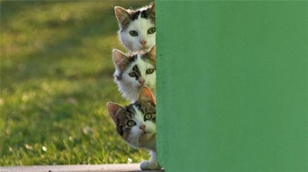 �������� (14 ����������)