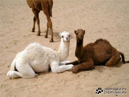 �������� (14 ����������)