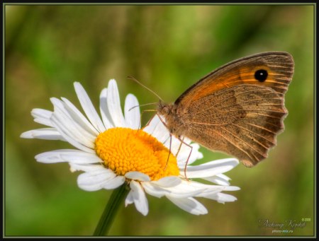 �������� ������� (12 ����������)