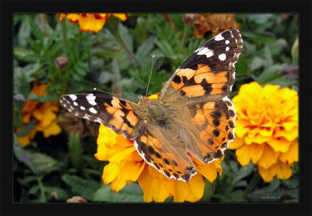 �������� ������� (12 ����������)