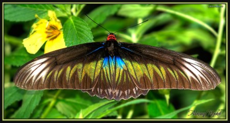 �������� ������� (12 ����������)