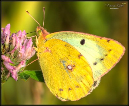 �������� ������� (12 ����������)