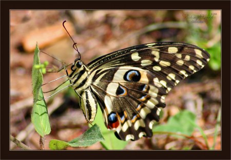 �������� ������� (12 ����������)