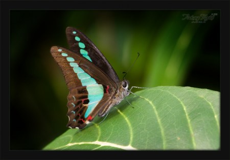 �������� ������� (12 ����������)