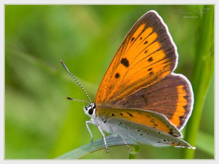 �������� ������� (12 ����������)