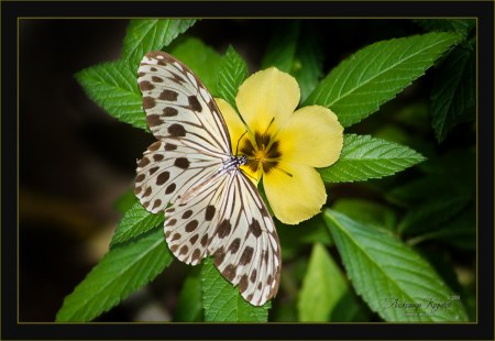 �������� ������� (12 ����������)