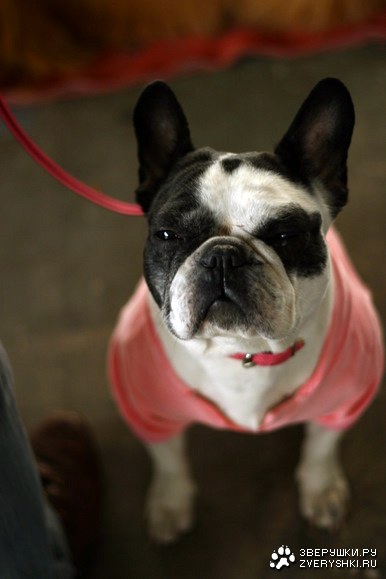 ������� (13 �������������� ��������)