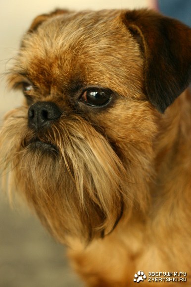 ������� (13 �������������� ��������)