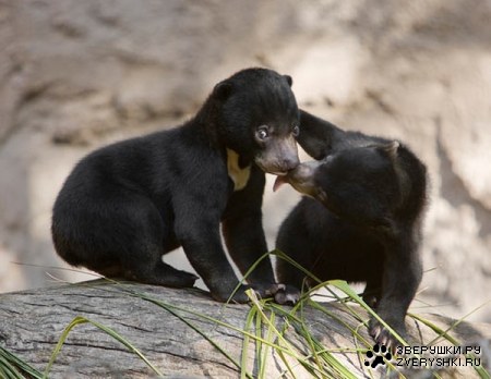 ����� �������� (8 ����)