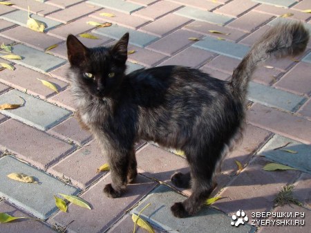 ������ ����������� �������� :)