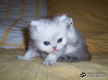 ���������� ;)